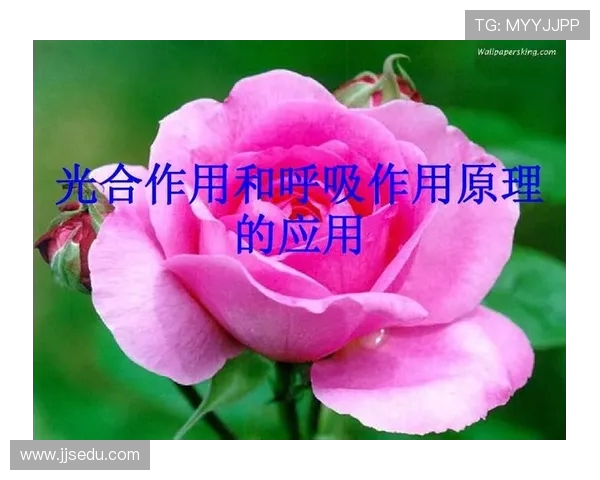 科学极限运动中的战术训练方法探究与实践应用分析